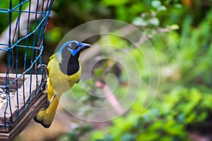 A Green Jay in Estero Llano Grande State Park, Texas