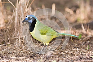 Green jay feeding on the ground