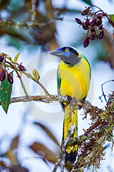 Green Jay photo