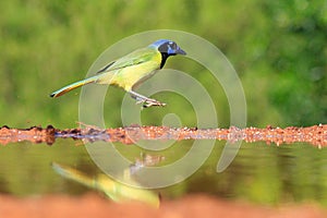 Green jay hoping in mid-air