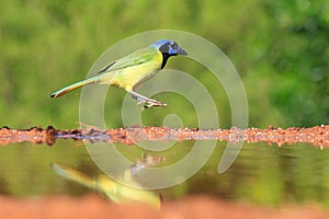 Green jay hoping in mid-air photo