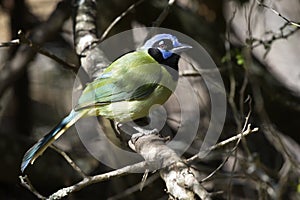 Green Jay at Laguna Atascosa National Wildlife Refuge in Texas photo