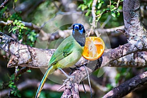 A Green Jay in Laguna Atascosa NWR, Texas