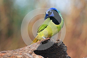 Green jay looking to his side