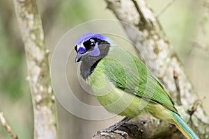 Green jay in Los Fresnos, Texas