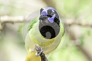 Green jay in Los Fresnos, Texas