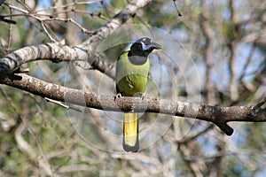 Green jay perched in a mesquite