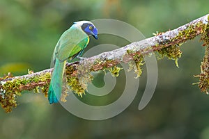 Green Jay photo