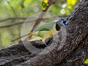 Green Jay Perched in a Texas Thicket