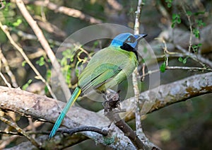 Green Jay Perched in a Texas Thicket