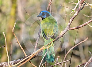 Green Jay Perched in a Texas Thicket