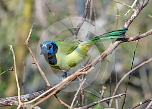 Green Jay Perched in a Texas Thicket