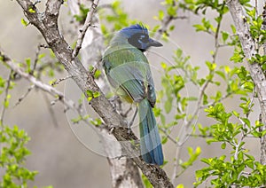 Green jay on perched on a tree limb at the La Lomita Bird and Wildlife Photography Ranch in Texas.
