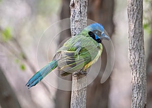 Green Jay in a Texas Woodland