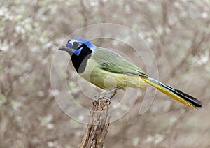 Green jay on an upright log perch at the La Lomita Bird and Wildlife Photography Ranch in Uvalde, Texas.