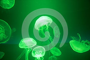 Green Jellyfish