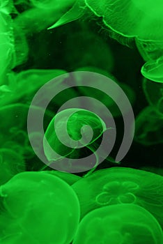 Green jellyfish swarm