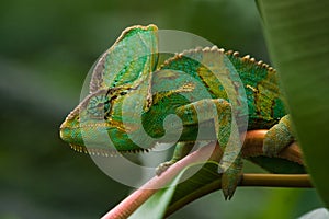 Green Jemenchameleon photo