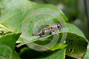 Green jewel beetle, Chrysochroa kaupii, Buprestidae, Pune