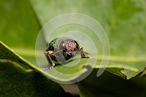 Green jewel beetle face portrait closeup, Chrysochroa kaupii, Buprestidae