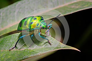 Green jewel bug also known as Metallic shield bug on the leaf with selective focus. They are also known as shield-backed bugs.