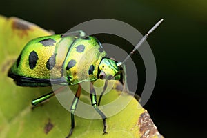 Green jewel bug, Chyrsocoris stolli, Satara, Maharashtra