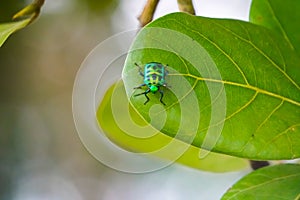 Green jewel bug, Chyrsocoris stolli, Satara, Maharashtra, India