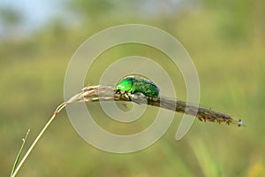 Green Jewel Bug on Grass