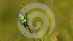 Green Jewel bug with one leg visible