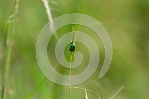 Green Jewel Bug Scutelleridae Species sticked over the grass stem in the forest