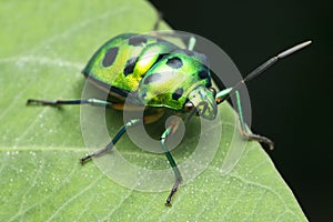 Green jewel bug, Scutiphora pedicellata, satara maharashtr