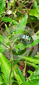 Green Jewel Bug Sitting on Green Leaves