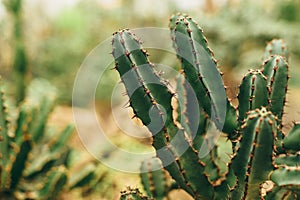 Green juicy cactus with torns front view