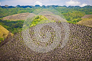 Green juicy and colorful Chocolate Hills in Bohol