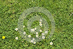 Green juicy field with grass, a pattern of daisies and one single small yellow buttercup