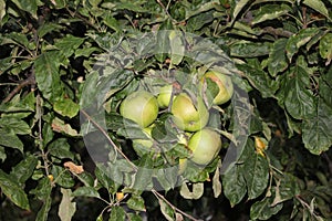 Green juicy fruits ripen on an apple tree in the garden in summer