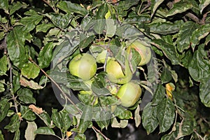 Green juicy fruits ripen on an apple tree in the garden in summer