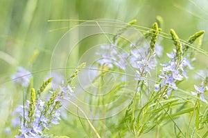 Green juicy grass and gentle blue flowers in the field on a sunny day. Shallow depth of field