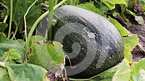 Green juicy ripening homemade organic pumpkin grows in the vegetable garden. Growing vegetables in a pumpkin plant or in a