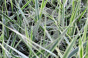Green juicy tall grass blades of white pampas plant