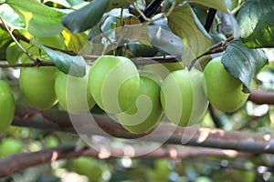 Green jujube fruit