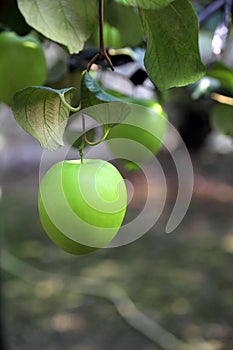Green jujube fruit