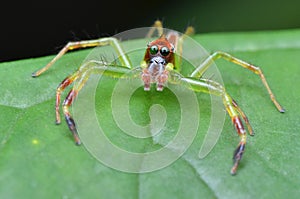 Green jumping spider