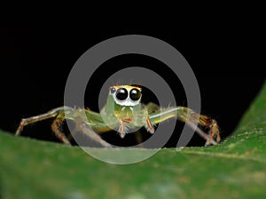 green jumping spider on green leaf