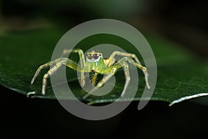 Green Jumping Spider on green leaf extreme close up Macro phot