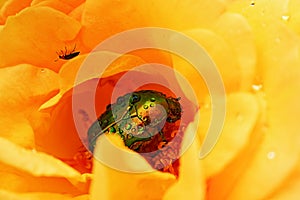 Green June beetle on bright yellow rose flower