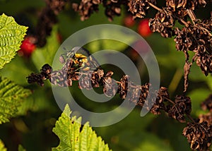 Green June Beetle Closeup