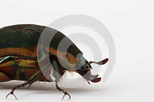 Green June Beetle (Cotinis nitida)