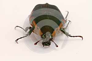 Green June Beetle (Cotinis nitida)