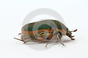 Green June Beetle (Cotinis nitida)